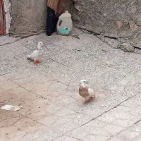 طوقی