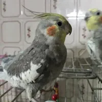 عروس هلندی گمشده|حیوانات|خرمآباد, |دیوار