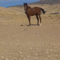 سلام یک عدد کره مادیان کرد|اسب و تجهیزات اسبسواری|ایلام, |دیوار