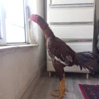 خروس مزرعه|حیوانات مزرعه|رشت, احمد گوراب|دیوار