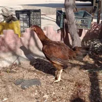 مرغ لاری