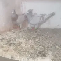 کفتر کبوتر پرشی  اوقون کرمونی