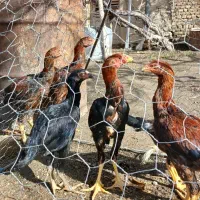 فروش جوجه خروس لاری