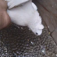 کفتر بلژیکی نر سفید، سالم و جوان|پرنده|رباط‌کریم, نصیرشهر|دیوار