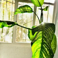 دیفن باخیا ۲و‌نیم متری