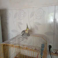 عروس هلندی
