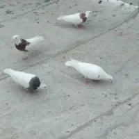 خرید فروش کفتر طوقی