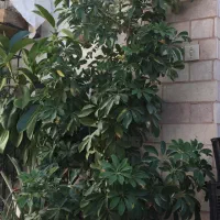 گل شفلرا باگلدان سرامیکی بزرگ