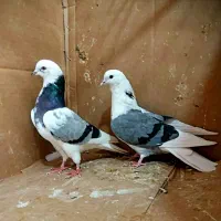 ۶۰جفت کفتر گنجه بری همه بدظهری همه ساعت سنگین|پرنده|نورآباد, |دیوار
