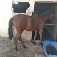 مادیان ۵ساله عرب وکره نریان عرب یکسر کورسی ۲سال