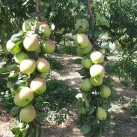 باغچه کاسبی/کردان.تهراندشت.سرخاب.۶۰۲متر|فروش زمین و ملک کلنگی|هشتگرد, تهران دشت|دیوار