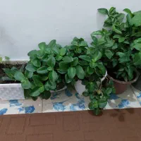 فروش گلهای طبیعی و خانگی