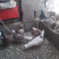 کبوتر|پرنده|شباب, |دیوار