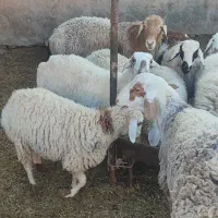 قوچ چینی چاق مناسب کشتار