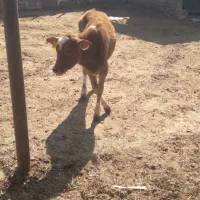 گوساله|حیوانات مزرعه|شیراز, شهرک صنعتی شیراز|دیوار