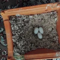 فنچ|پرنده|اسلامشهر, مطهری|دیوار