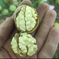 فروش گردو پوست کاغذئ مغز سفید ضمانتی