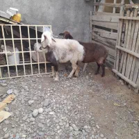 سلام دوعددگوسفند خورد وخوراک خوب|حیوانات مزرعه|فاضل آباد, |دیوار