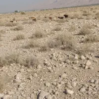 فقط معاوضه با میش