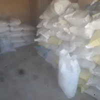 گندم دیم دجه یک