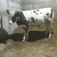 گوساله سیمنتال نر