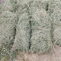 علف اسبس یونجه