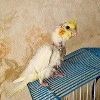 عروس هلندی|پرنده|ابریشم, |دیوار