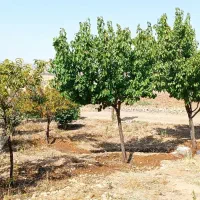 باغ|فروش زمین و ملک کلنگی|زرنه, |دیوار