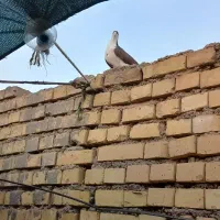 کبوتر|پرنده|اهواز, گلدشت|دیوار