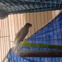 قناری روزگاری