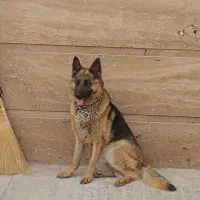 واگذاری ژرمن فوری