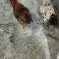چندعددمرغ وخروس
