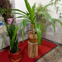 گلها سرحال
