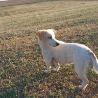 سگ سوسیسی و شیتزو|سگ|خنجین, |دیوار