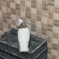 کبوتر|پرنده|دورود, |دیوار