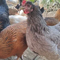 مرغ محلی ۶ماهه تازه تخم گذار