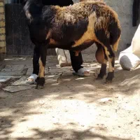 شیشک قوچ داشتی