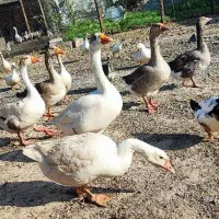 . مرغ شاخدار