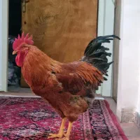 خروس کله شیر