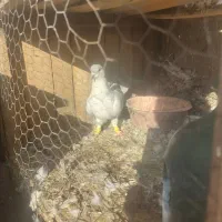 کفتر خوشرنگ طوسی|پرنده|ساوه, |دیوار