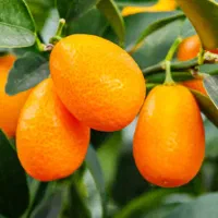 خریدار کام کوات