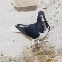 کفتر کبوتر شهری