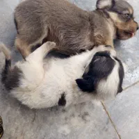 توله سگهای نژاد پا کوتاه