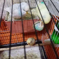 مرغ عشق نرو ماده با جوجه بزرگ شده و قفس کامل|پرنده|کرج, شهرک بنفشه|دیوار