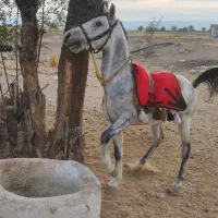 نریون تازه سواری