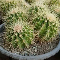 کاکتوس اچینو کاسه ای