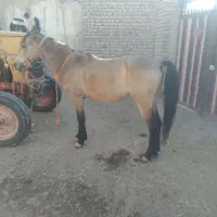 اسب سمند یورگا|اسب و تجهیزات اسب‌سواری|سراب, |دیوار