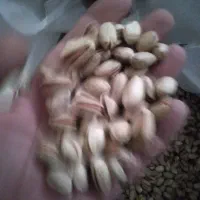 پسته احمد اقایی|خوردنی و آشامیدنی|جوادآباد, |دیوار