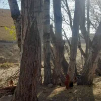 قلمه|گل و گیاه طبیعی|ارشق, |دیوار