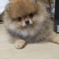 پامرانین دوسر خرسی|سگ|بندرعباس, |دیوار